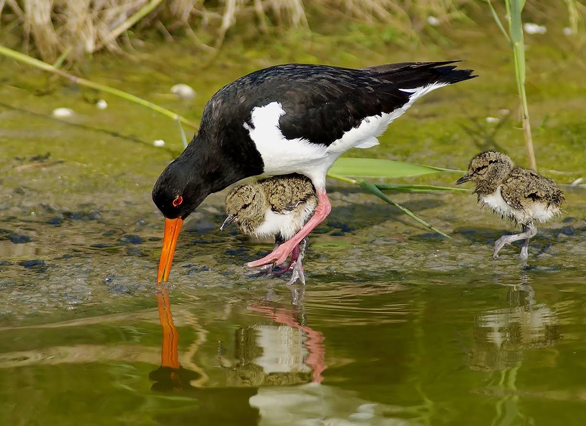 TexelBigDay's tweet image. HET GOEDE DOEL VAN HET WADDEN VOGELFESTIVAL 2024 IS BEKEND! 
op 11 &amp;amp; 12 mei willen we op verschillende manieren de kustbroeders als Scholekster, sterns en plevieren helpen. Lees alles over ons goede doel in de onderstaande link!  

waddenvogelfestival.nl/goede-doel/