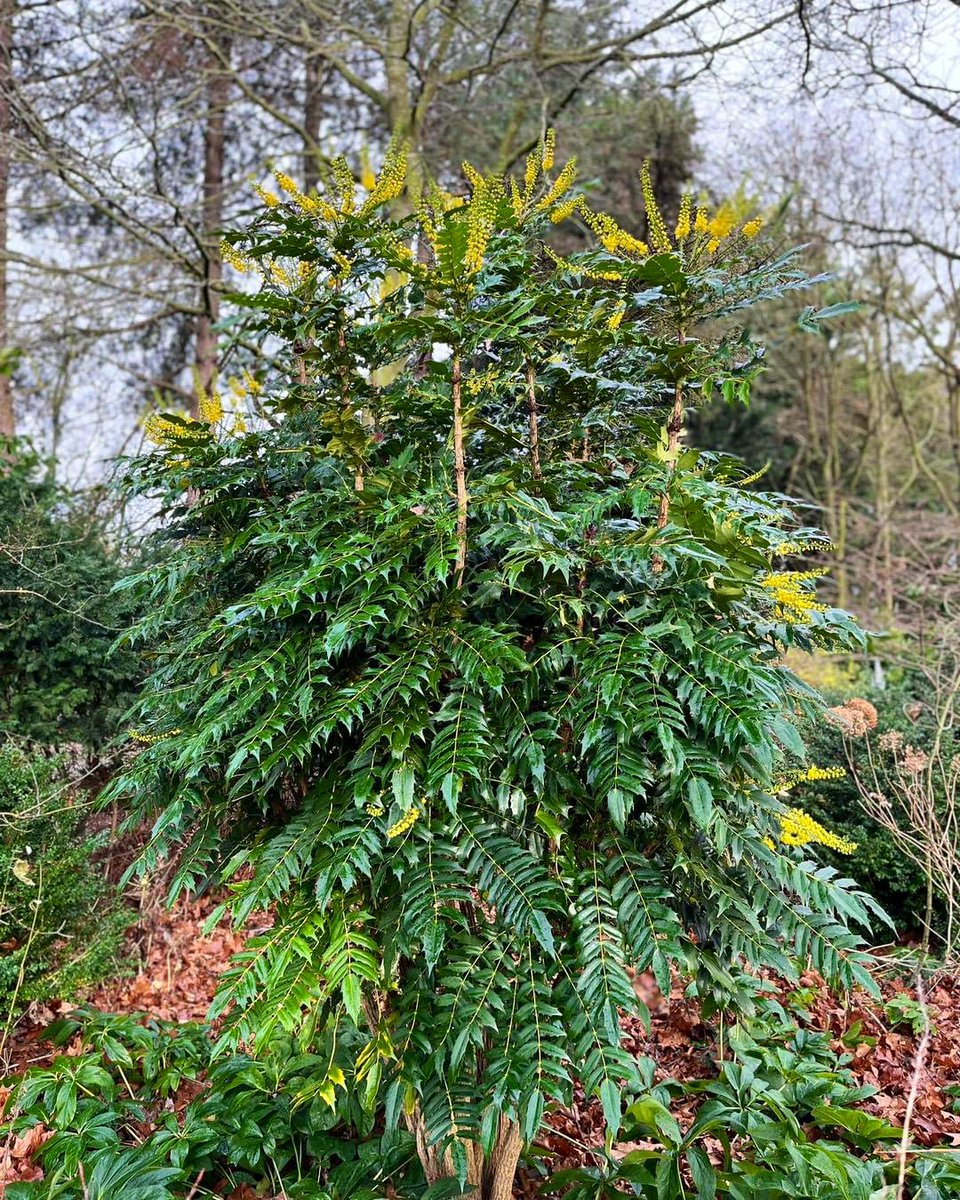 Winter Colours 🌼

The bright yellow flowers of Mahonia, seen in the entrance to our Sculpture Garden, will soon start to turn to a blue berry which Blackbirds 🐦‍⬛ love to gorge on.

#WinterFlowers #PensthorpeGardens