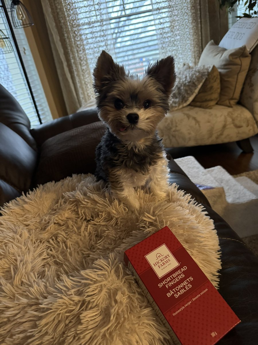 CoryJoy's tweet photo. Gio. Happy Saturday & itโs also National Shortbread Day! ๐พ๐ซถ๐ผ๐ฅฐ๐#dogsarelove #shortbreadday #SaturdayMood https://t.co/QalbqxxSz2