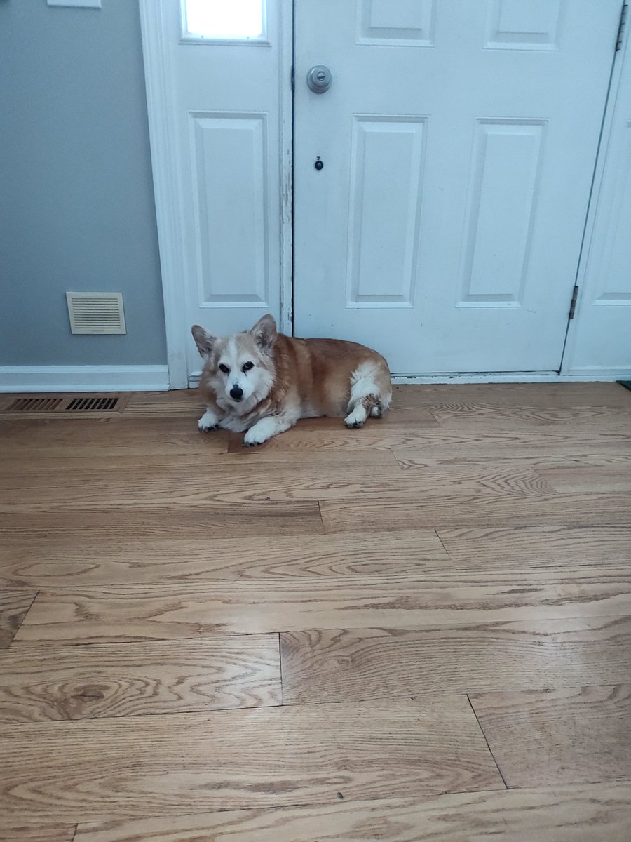 Sleeping_corgi1's tweet photo. Sleeping Corgi is doing his part in the storm prep. #CorgiCrew #prep #draftguard https://t.co/xuqXpeu9jx