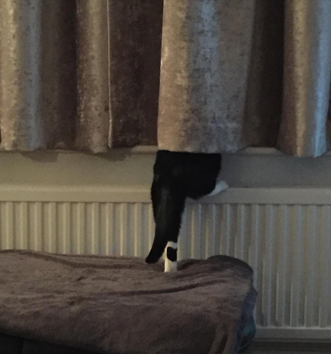 Sparklett21's tweet photo. Willow Howard. We had to say goodbye to our little Willow yesterday. She would’ve been 18/19 this year. A great innings, but we are bereft. Fly high little one, to run free by a pond, in the sunshine. You were loved beyond measure💔 #Willow #Caturday https://t.co/sdEDMMqRUp