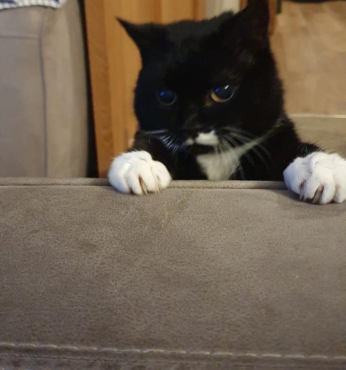 Sparklett21's tweet photo. Willow Howard. We had to say goodbye to our little Willow yesterday. She would’ve been 18/19 this year. A great innings, but we are bereft. Fly high little one, to run free by a pond, in the sunshine. You were loved beyond measure💔 #Willow #Caturday https://t.co/sdEDMMqRUp
