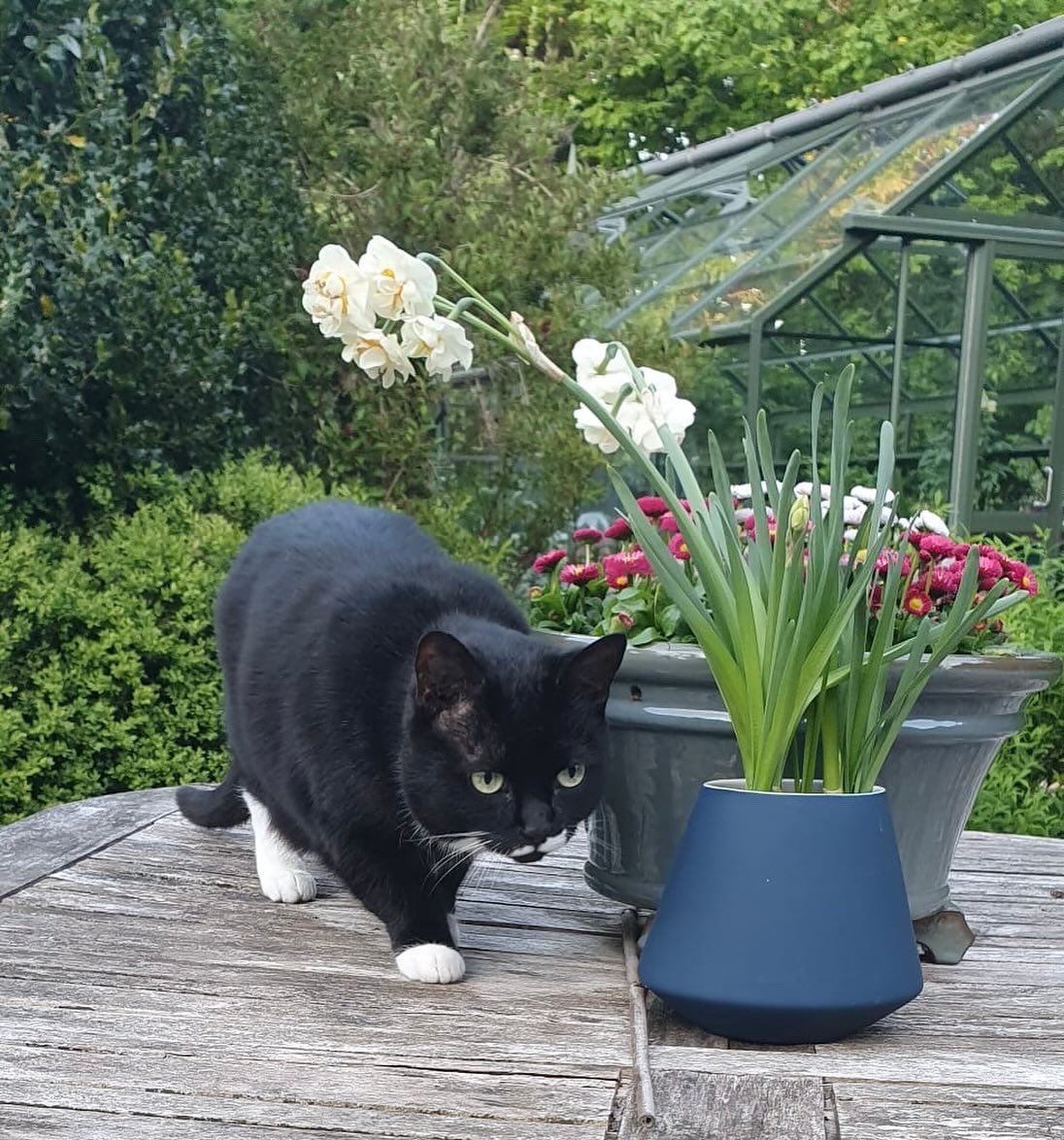 Sparklett21's tweet photo. Willow Howard. We had to say goodbye to our little Willow yesterday. She would’ve been 18/19 this year. A great innings, but we are bereft. Fly high little one, to run free by a pond, in the sunshine. You were loved beyond measure💔 #Willow #Caturday https://t.co/sdEDMMqRUp