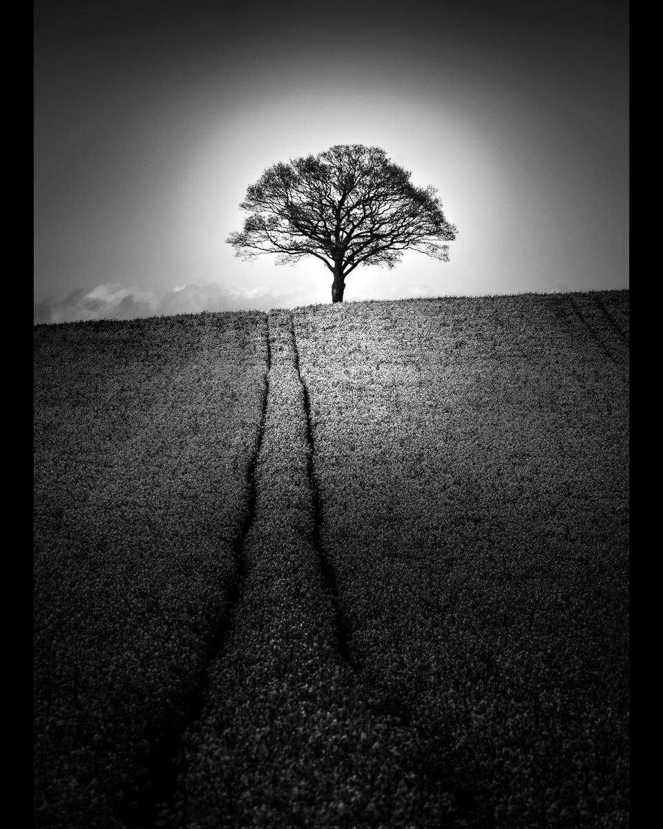 stevestufff's tweet photo. The tree by the motorway

Tamworth, UK
#photography #photooftheday #fujifilm #bnwphotography https://t.co/9EcsvYHaT4