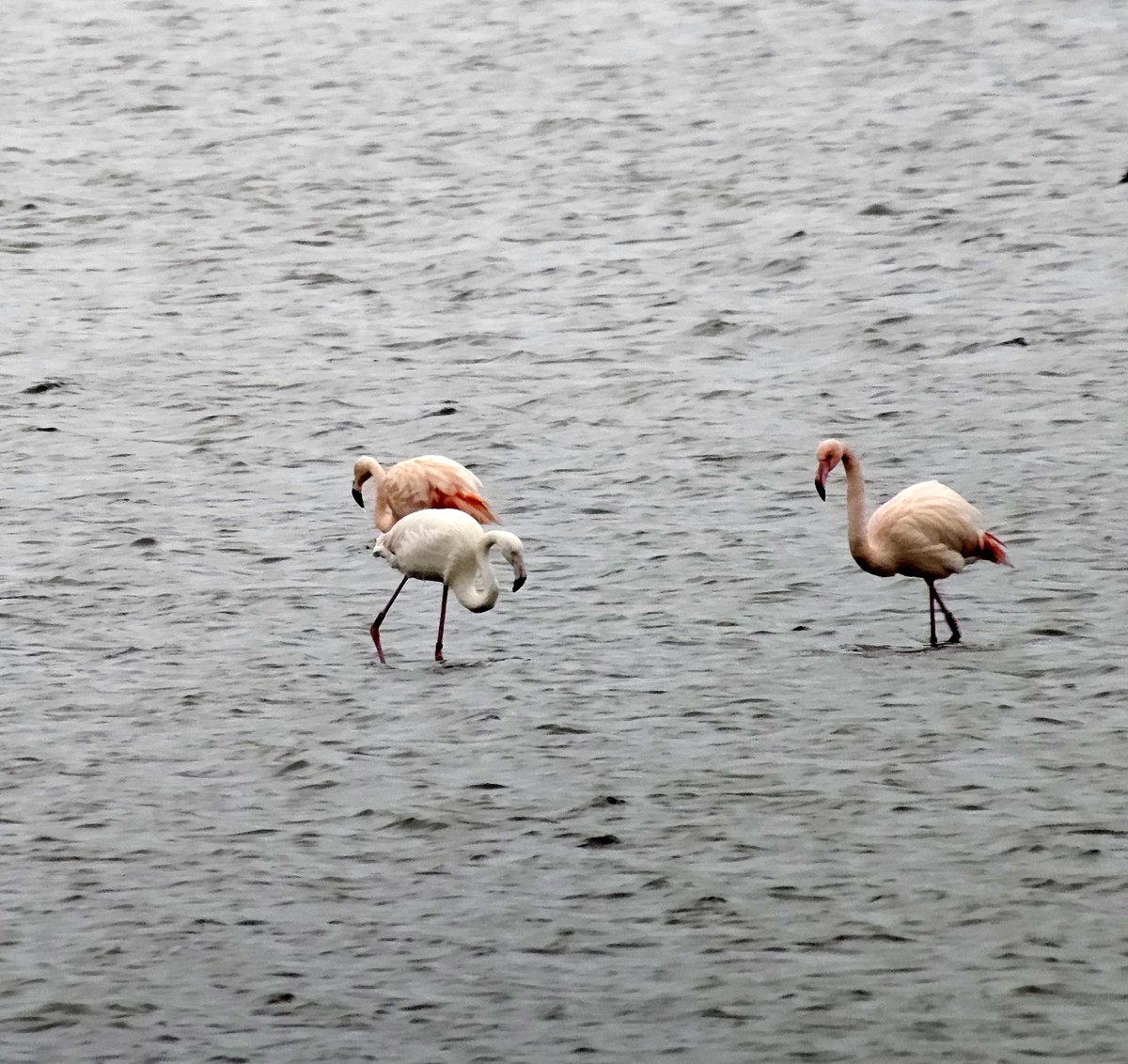 Blijft toch een prachtig gezicht in ons koude kikkerlandje #flamingo