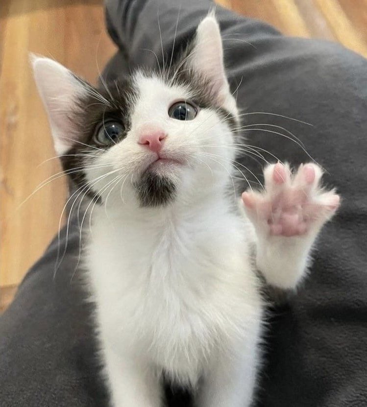 catseokjinnie's tweet photo. he comes in peace https://t.co/QUWCxWxeML
