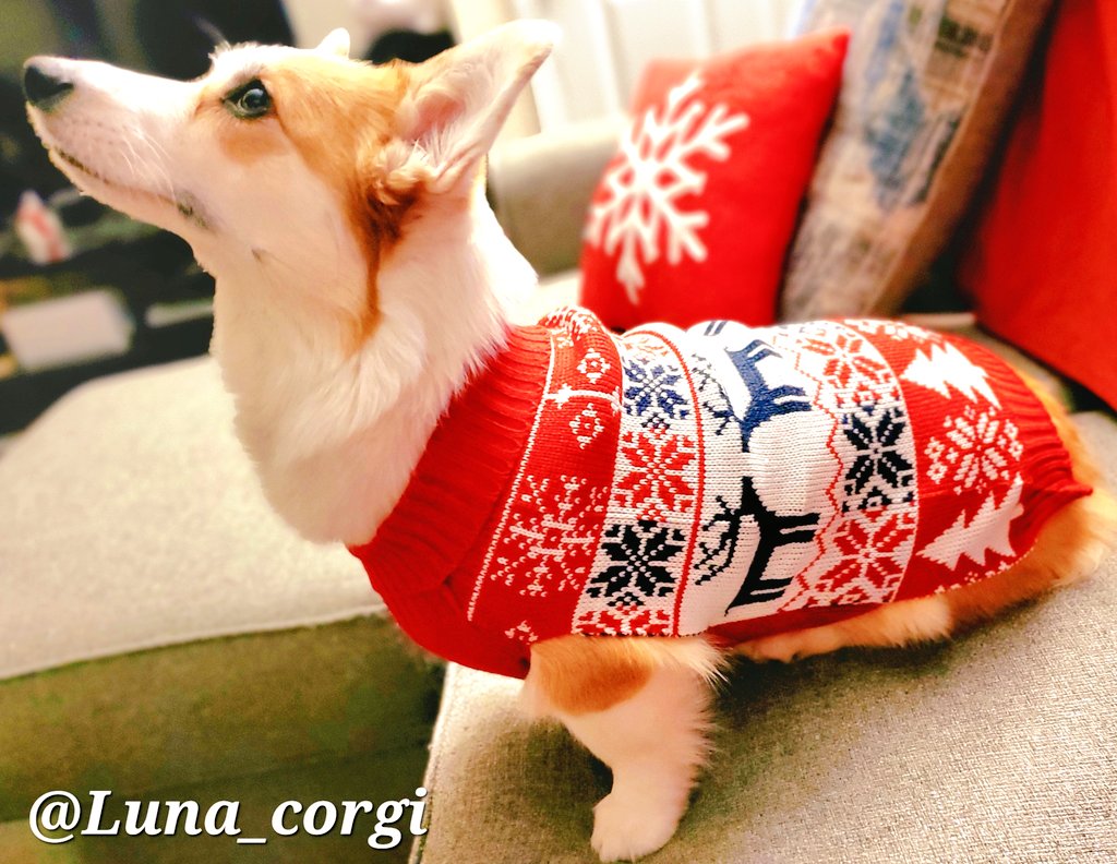 Ready for the snow in my new sweater!😊❤️

#dog #cute #corgi #CorgiCrew #corgilover #SaturdayVibes #WINTER #sweaterweather