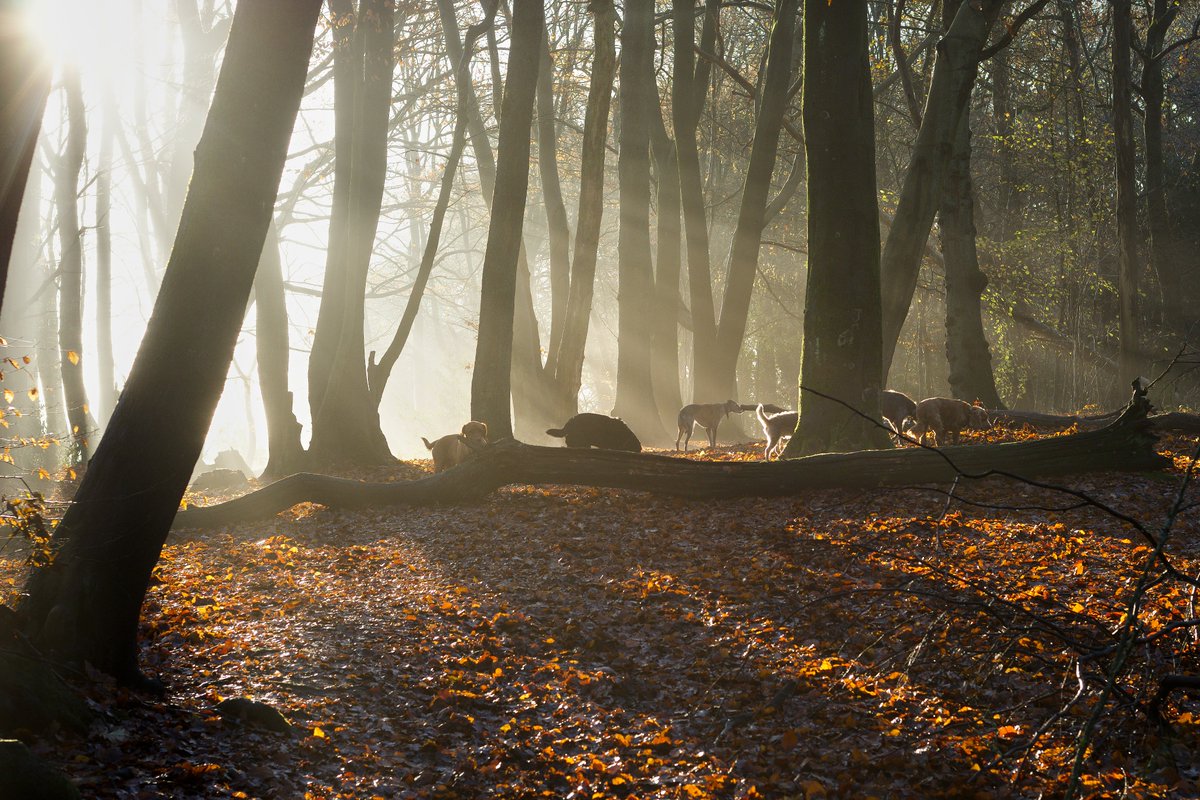 pea34101992's tweet photo. @the_gpc_ On the right days at the right time the light in the woods is special https://t.co/3YQDPaRheh