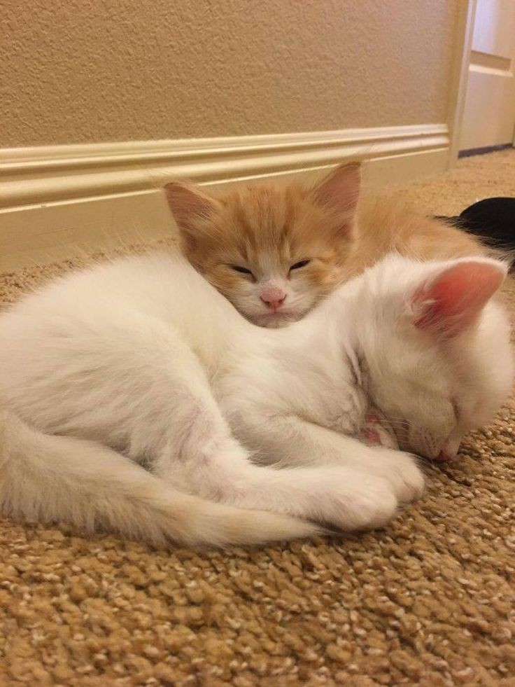 mibknjam's tweet photo. tss! kitties are sleeping😌#allforthegame #aftgfanart #aftg #aftgart #neiljostenart #neiljosten #andrewminyardart #andrewminyard #всезарадигри https://t.co/m0hksXZTZu