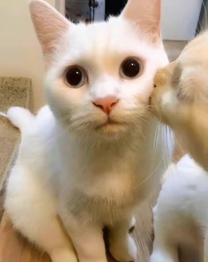 kenioias's tweet photo. Chuẩn bị nhẹ cho màn xuất hiện tiếp theo nhé mọi người. Hahaha 😆
#cat
#pet
#funny
#meme https://t.co/Tct28mhEPl