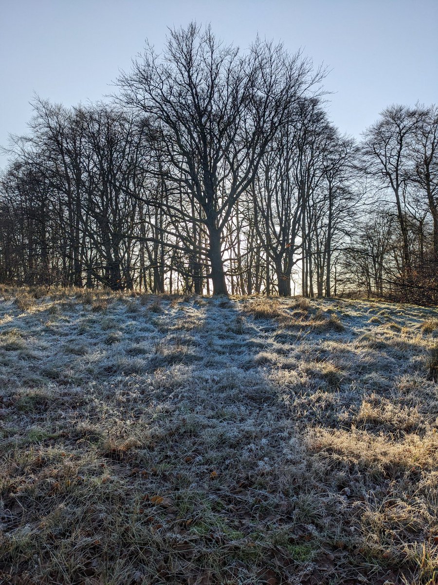 Winter Tree