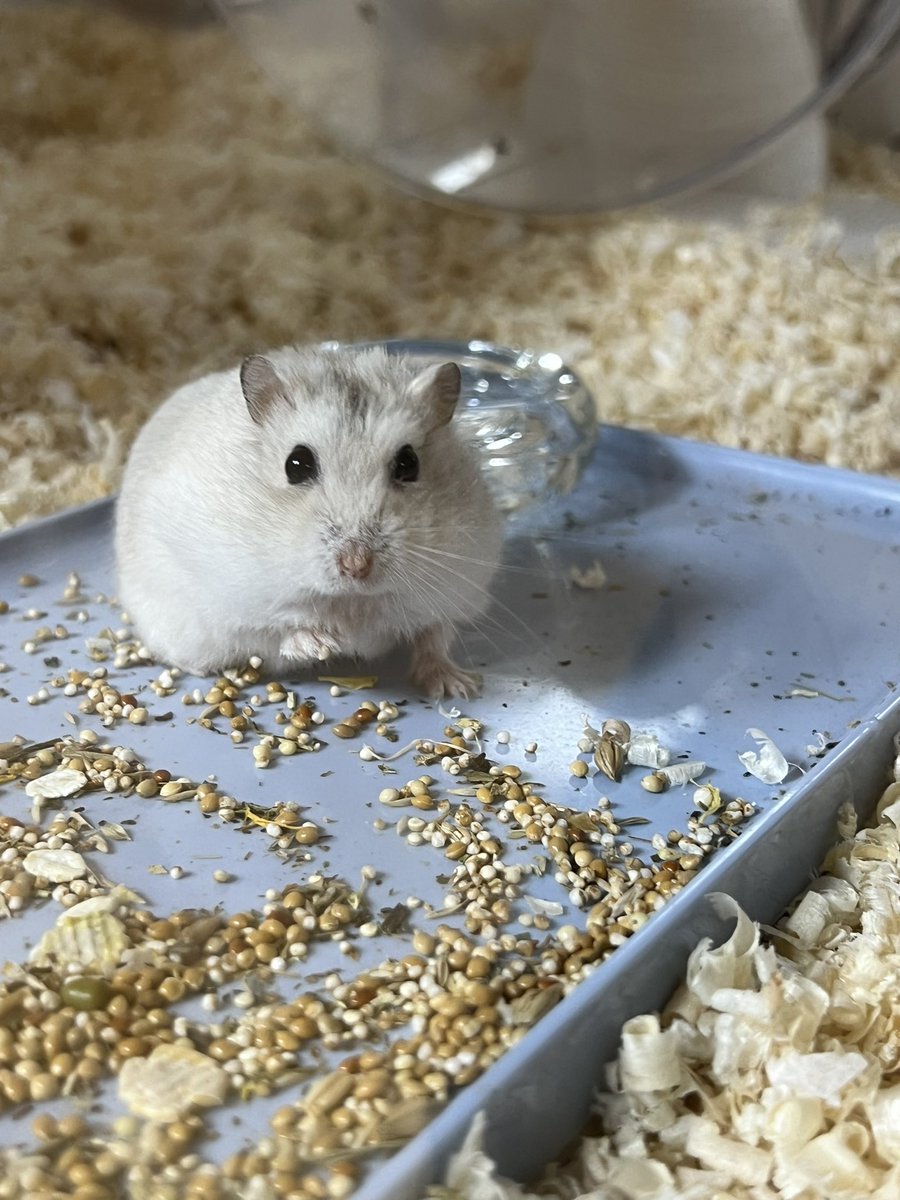 밥 잘 먹고 쳇바퀴 잘 타고 지냅니다 밥 진짜 잘 먹음 .. 진짜로 ... 엄청 먹음