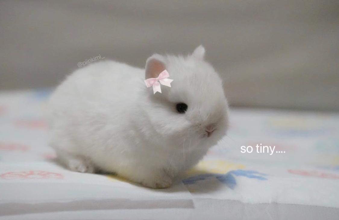 bunnieswbows's tweet photo. https://t.co/ZOtycPB9Ve