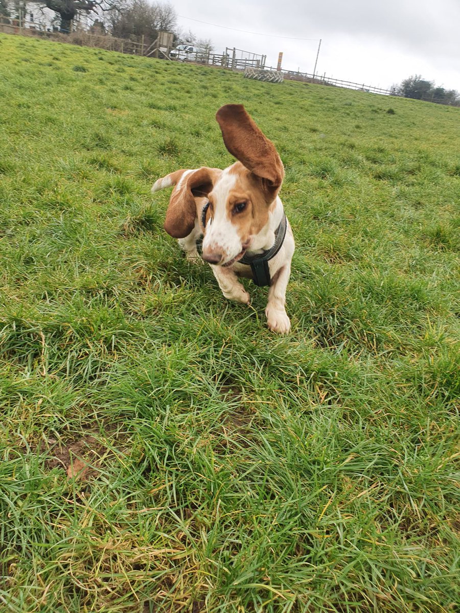 lollylelly's tweet photo. Mabel the basset hound in full flight #DogsGambolling https://t.co/MSUONXXlTb