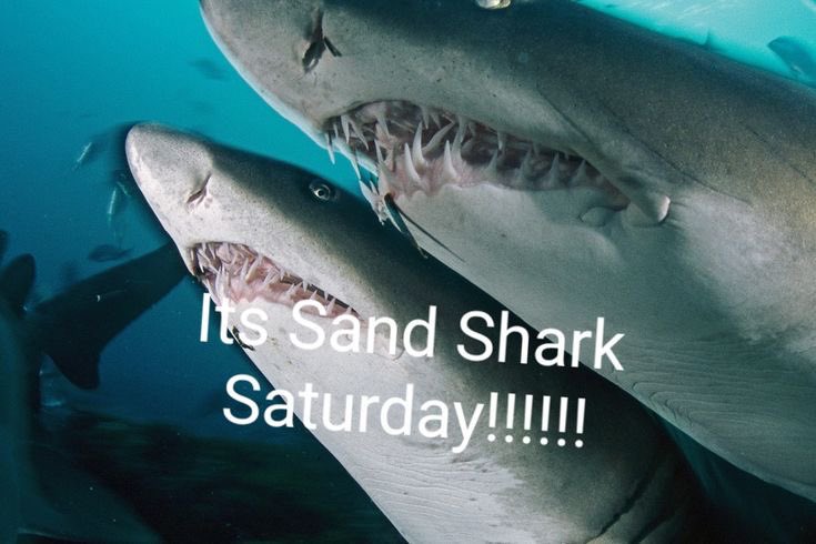 sharkoftheweek's tweet photo. https://t.co/50RiFiWzRS