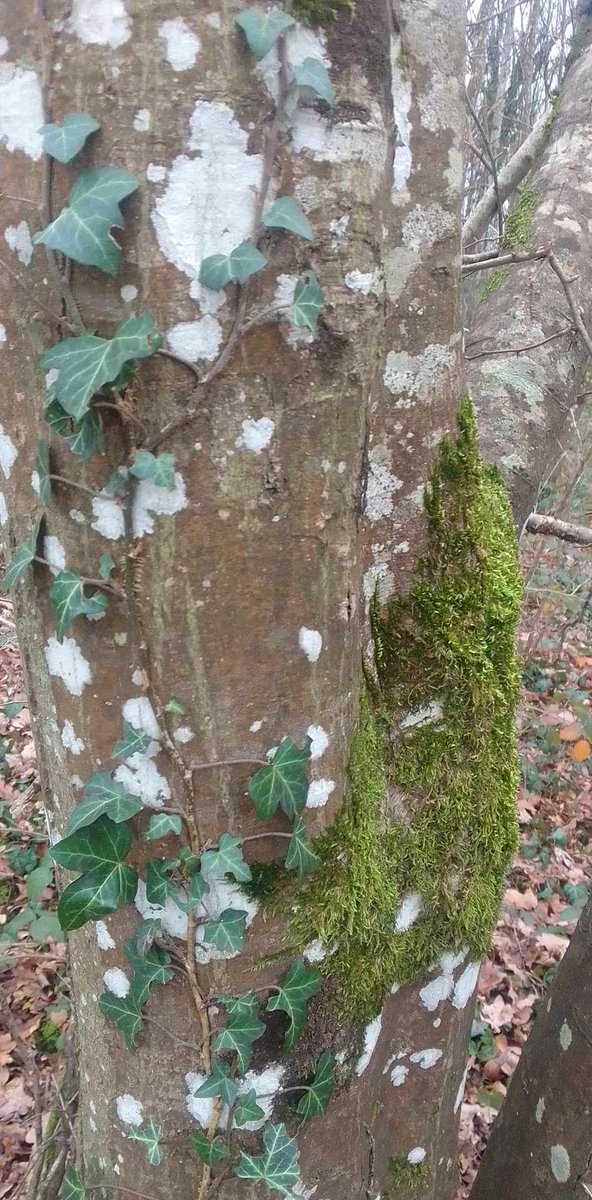 @Mec2LaLumiere je rentre d une balade de deux heures en foret le top !
pendant que la plupart passe le wekend au shopping dans la foule .. 
moi je kiff la foret les oiseaux le calme la beauté de la nature ( meme en hiver ) j'adore ! (foret le bois du roy a chevigny saint sauveur vers dijon )