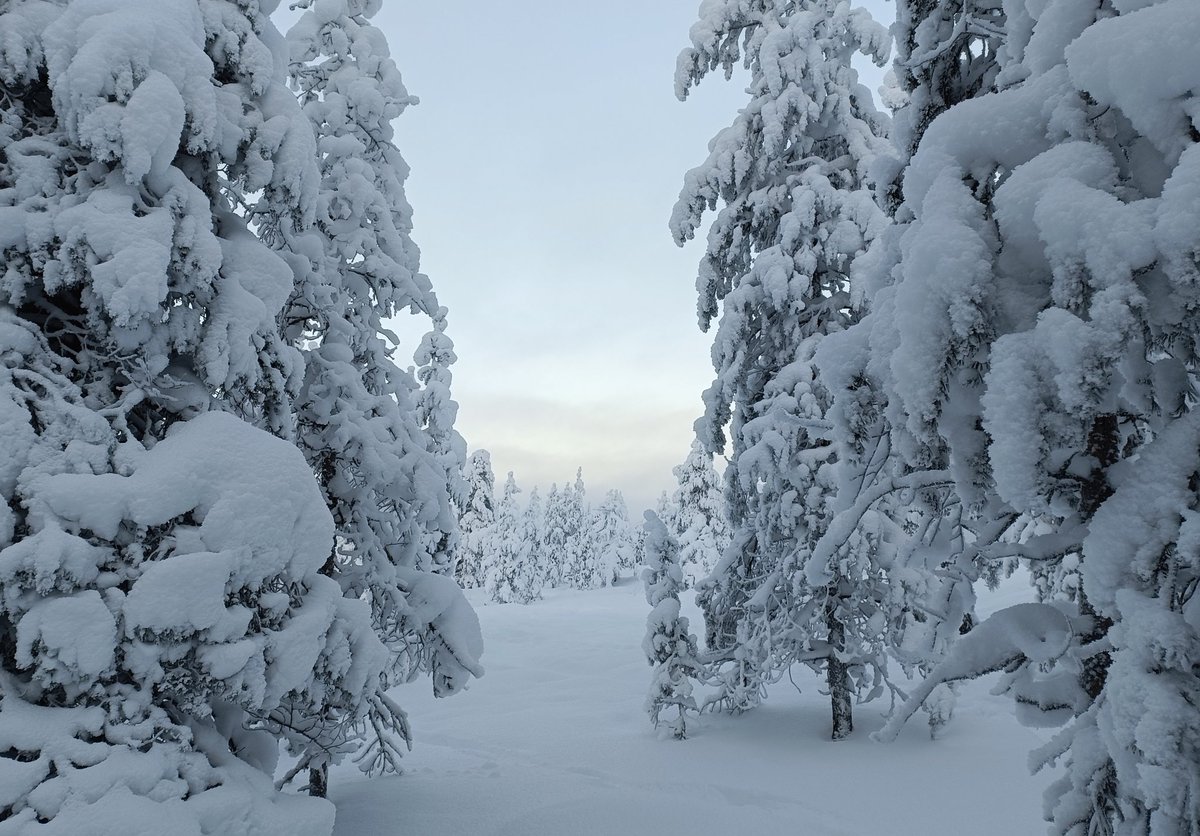 Puiden takaa - Behind the trees
#Ounasvaara, 96400 #Rovaniemi, #Lapland, #Finland 
#January 2024
#Photography (c) This is Rovaniemi