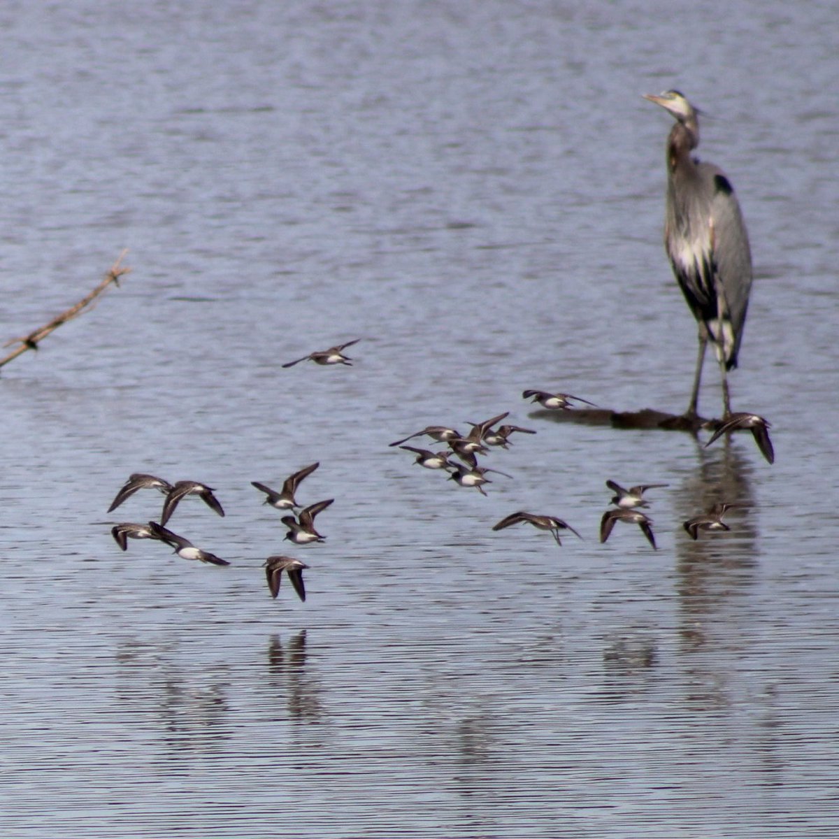 sputterfuss6's tweet photo. #bird #birdtwitter #flight #photograph #sandpipers #aflutter https://t.co/a0wwsFDze4