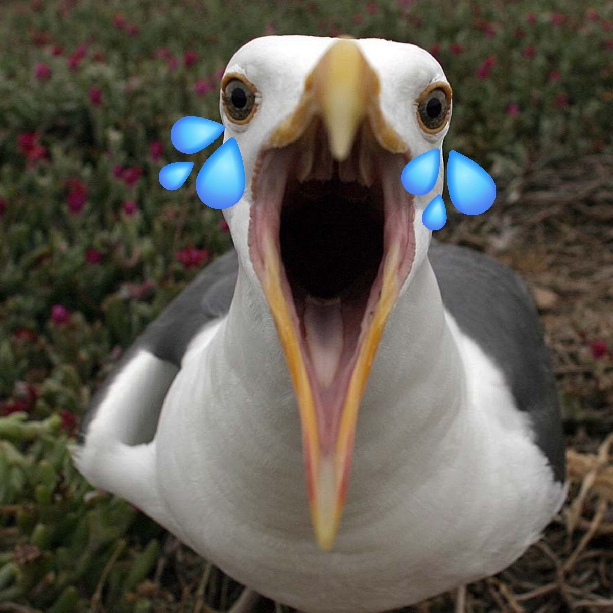 #NUFC #NewcastleUnited #SAFC #SUNNEW