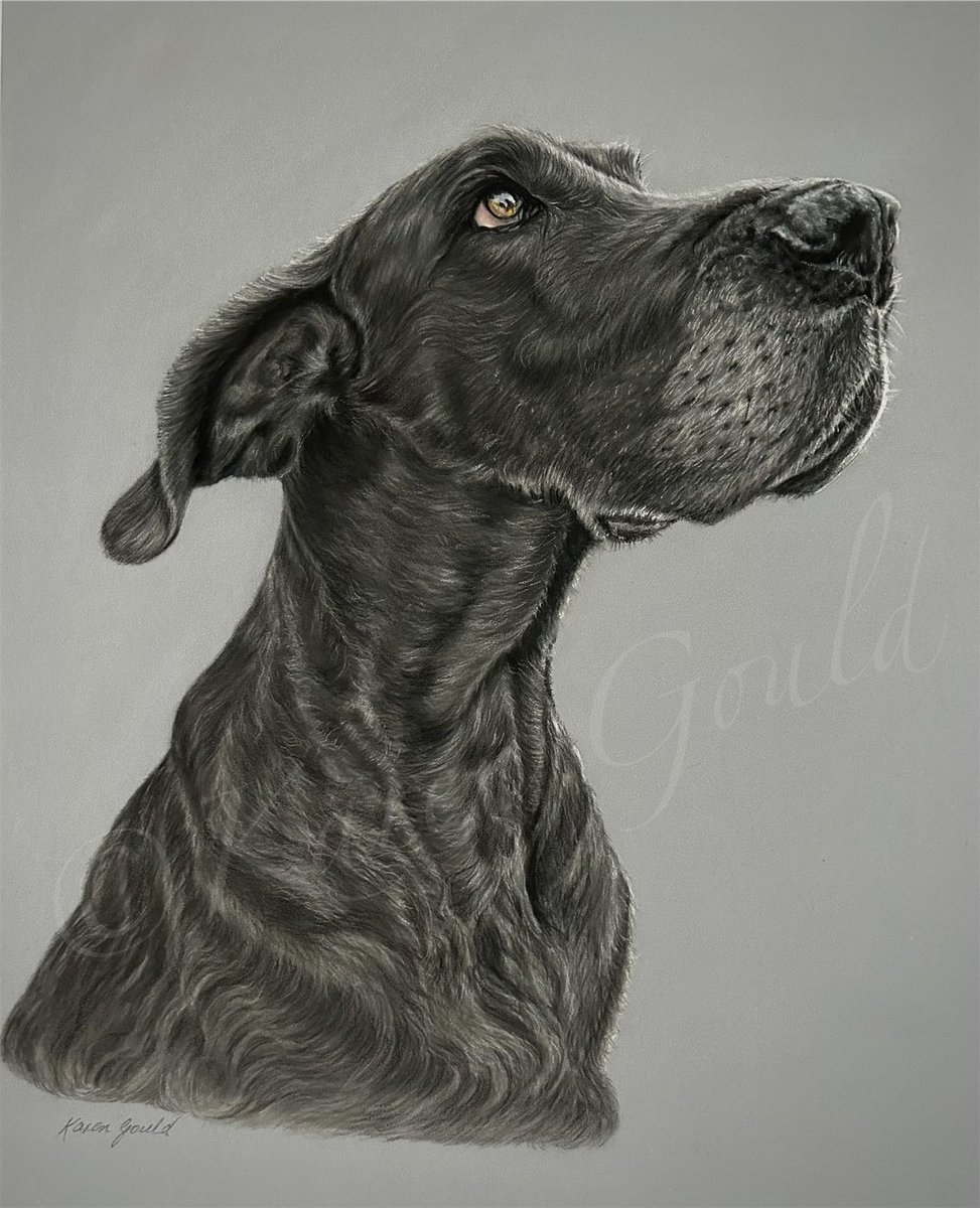 ‘Luna’
A beautiful lovely girl. Pastels on 50x35cm Clairefontaine pastel board.
My first artwork of a Great Dane & loved completing her. Decided on this pose along with Lunas family as we all loved it. Looking forward to seeing her framed #kgtimeforart #karengouldart #greatdanes