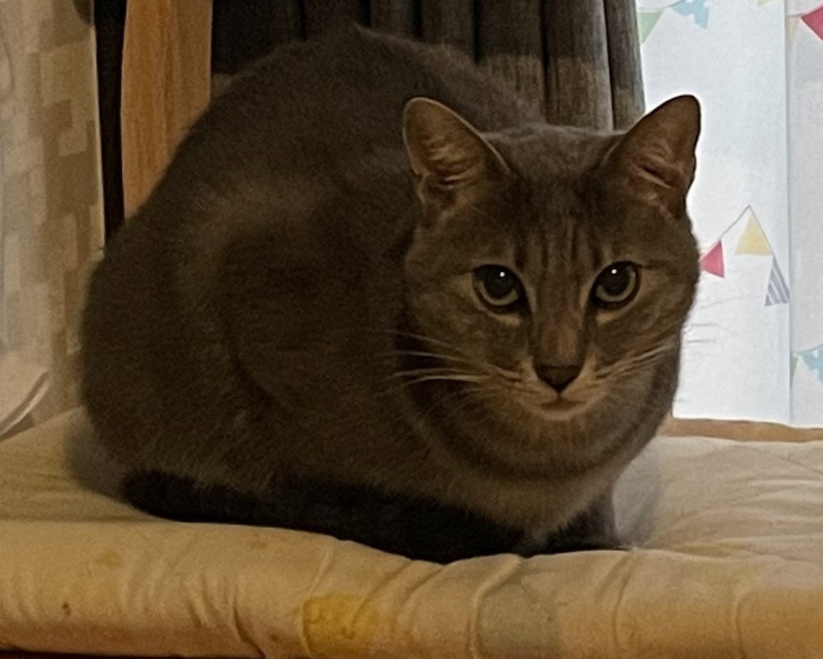 aikoneko8462355's tweet photo. 2022年1月6日から猫を諦めずにまだ探しています。どんな些細なことでもいいのでよろしくお願いします。写真や動画を撮っていただけるとありがたいです。餌やりさん、地域猫のお世話している人など教えて頂けると助かります。違っても構いません！#グレー猫　#灰色猫　#サバトラ　#迷子猫　#猫　#地域猫 https://t.co/a5C4xLl8mZ