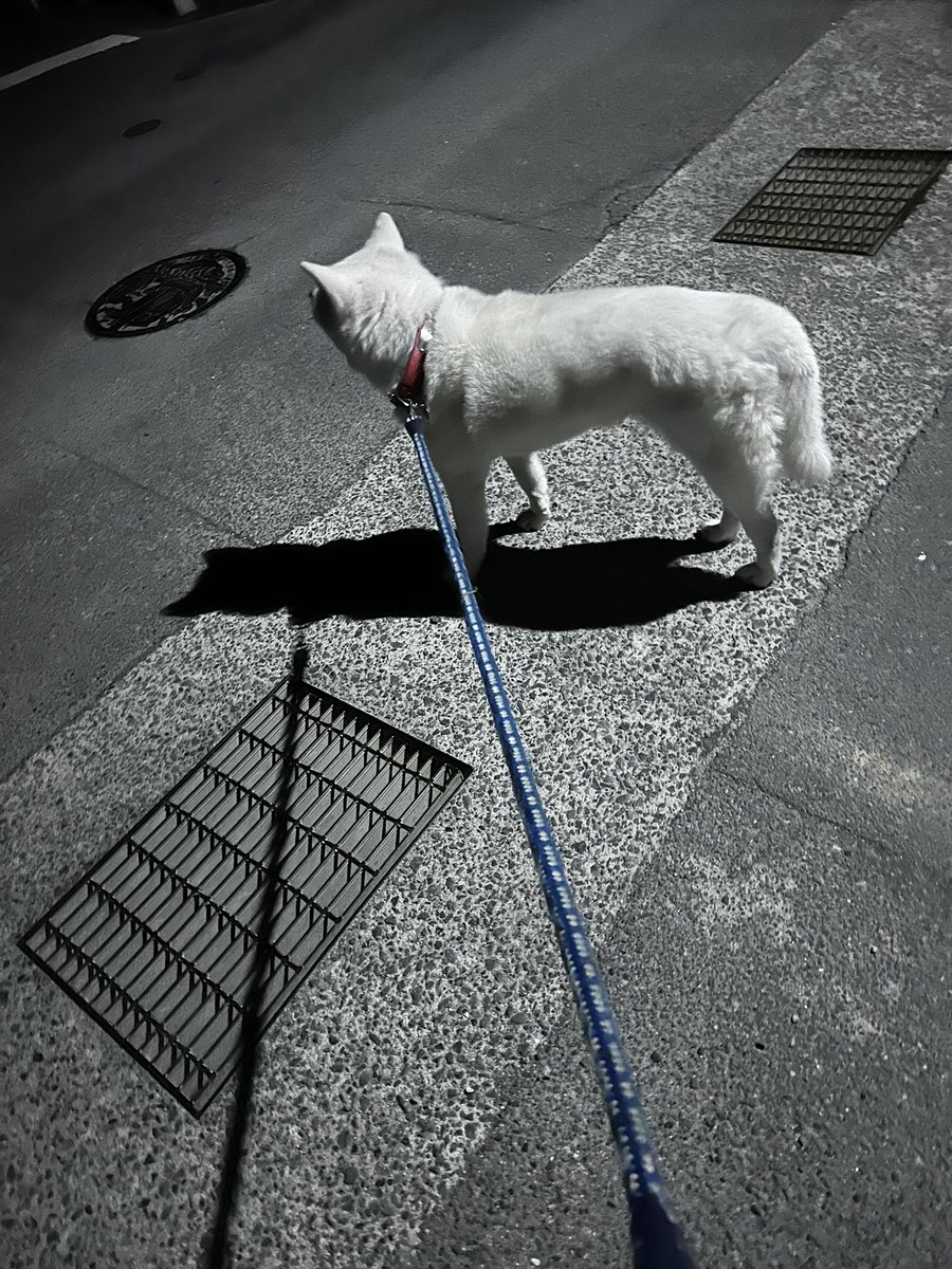 benchanguitar's tweet photo. 待って待って迷い犬拾ったんだけど https://t.co/cUC7Wsxv7S