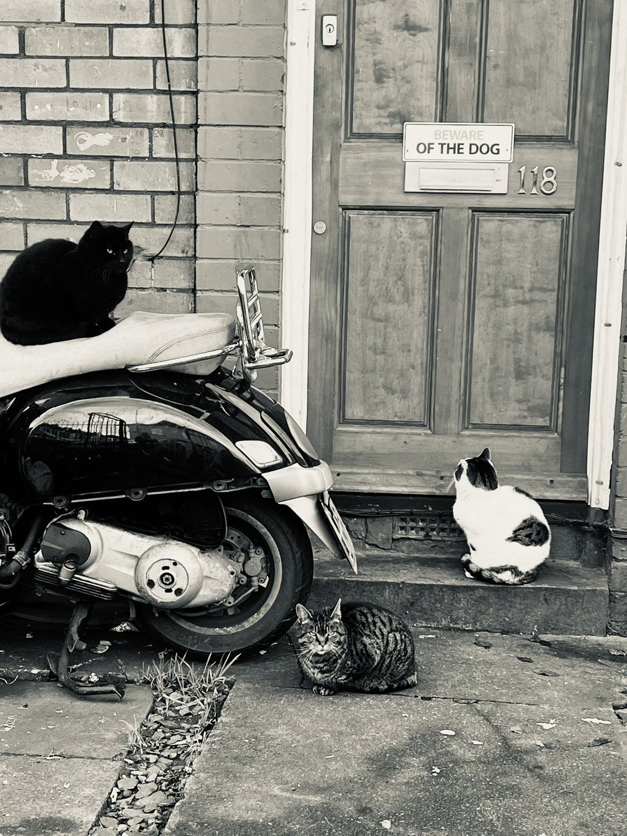 fayelogreen's tweet photo. Took this pic today for #Caturday https://t.co/IT34VVTPwm