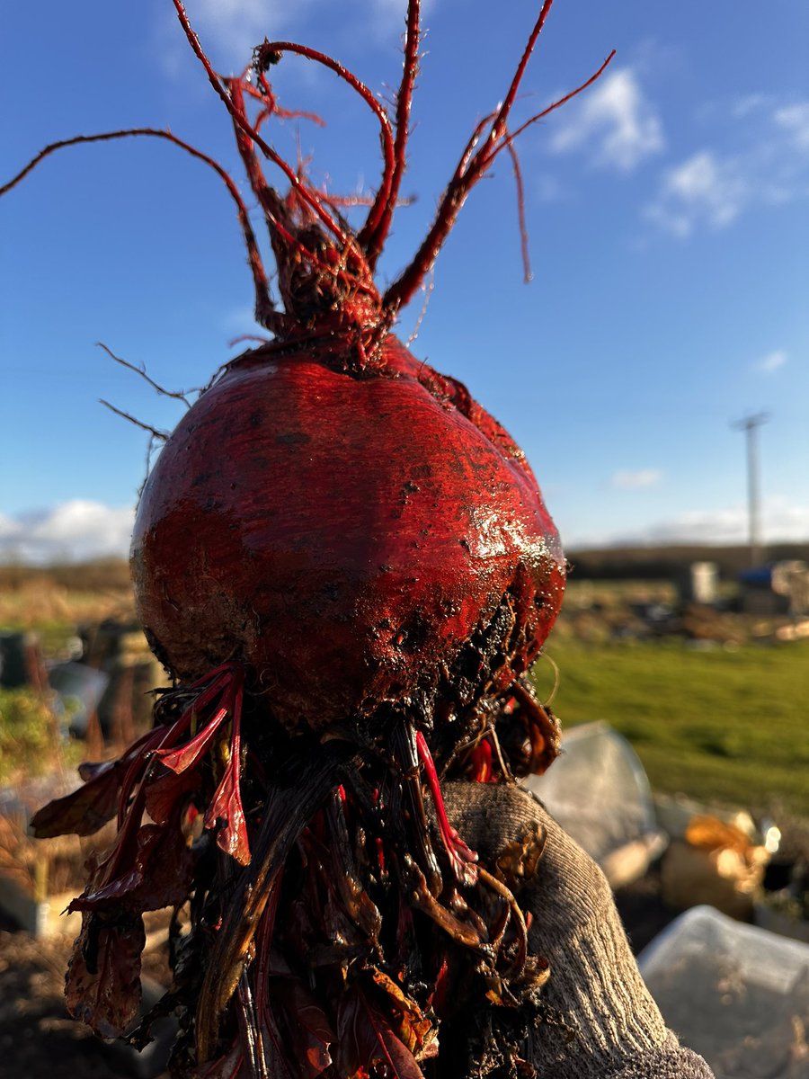 pvt_ak's tweet photo. Just Beet… it … 🎶
#allotmentlife 
#GardeningTwitter https://t.co/cSD0n3HbPl