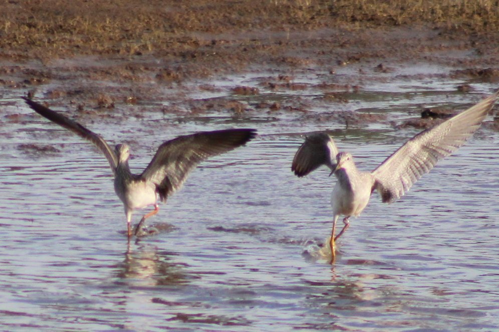 sputterfuss6's tweet photo. #bird #birdtwitter #flight #photograph #sillybirds https://t.co/rqN2KRXKOy