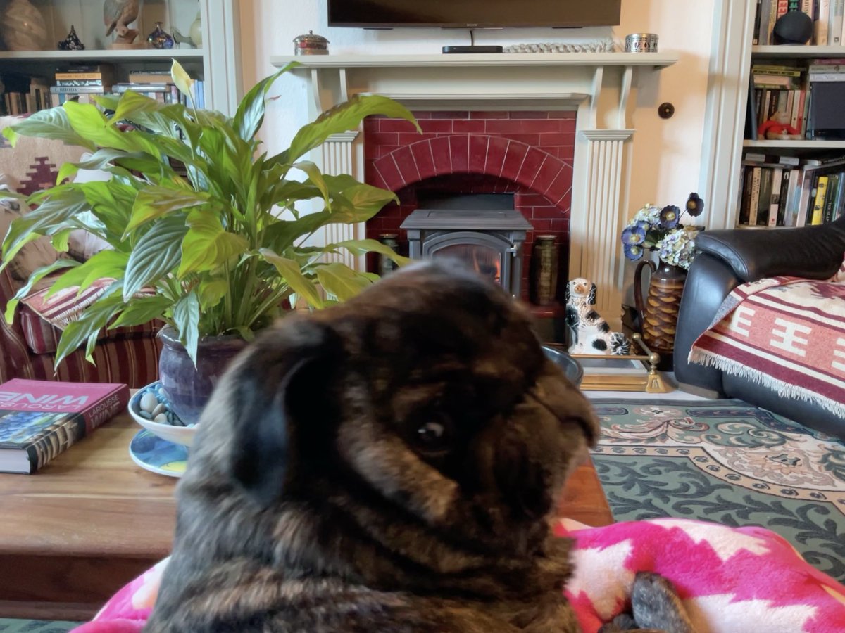 The Brindled Brothers tweet media