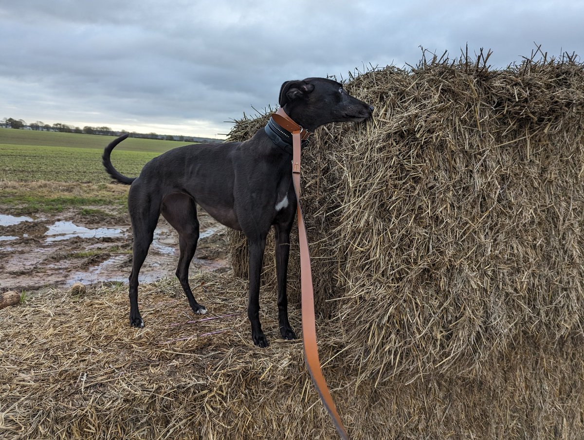 ukbiowoman's tweet photo. @RevRichardColes @OsterlohAtLarge #sniffsniffsniff one of Amy's favourite activities! #greyhound https://t.co/DgeZ2phA9b