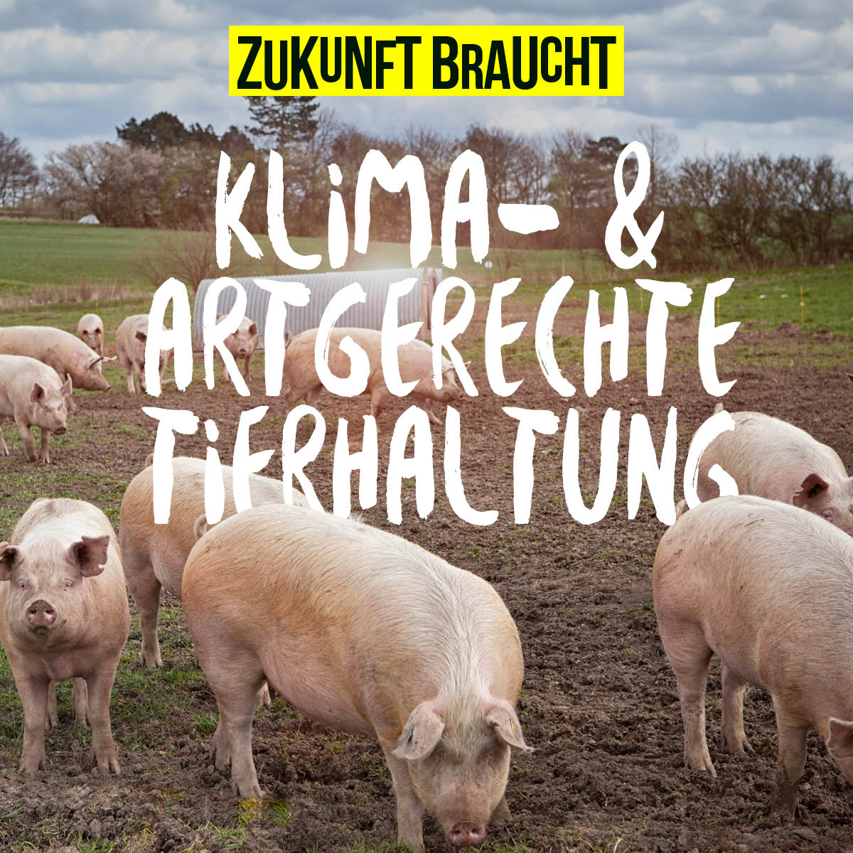 WirHabenEsSatt's tweet photo. Was fordern wir auf der #WHES24 - Demo am 20.01.?
📣 Klima- &amp; artgerechte Tierhaltung!
Doch warum genau ist der Umbau der Tierhaltung so wichtig? Ein Thread: https://t.co/iMV8N0SWpf