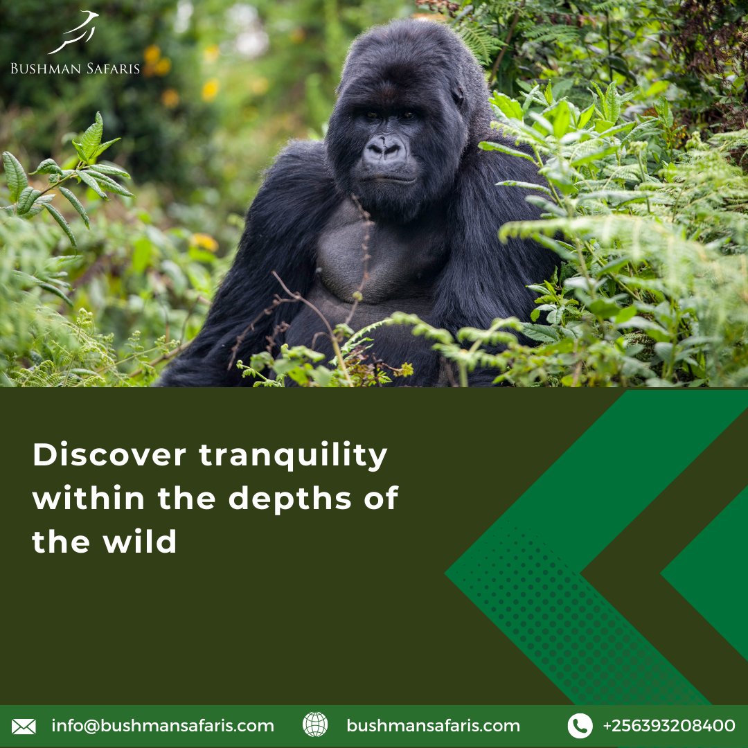 BushmanSafaris's tweet photo. Take in the peace and beauty of Africa's natural grandeur.
For more information, visit https://t.co/6Ya7NU7IHZ
#unforgettableexperience #gobeyondtheordinary #safari #bushmansafari#chimpanzeeandgorillatour #bushmansafarisadventure https://t.co/j47oroCDdw