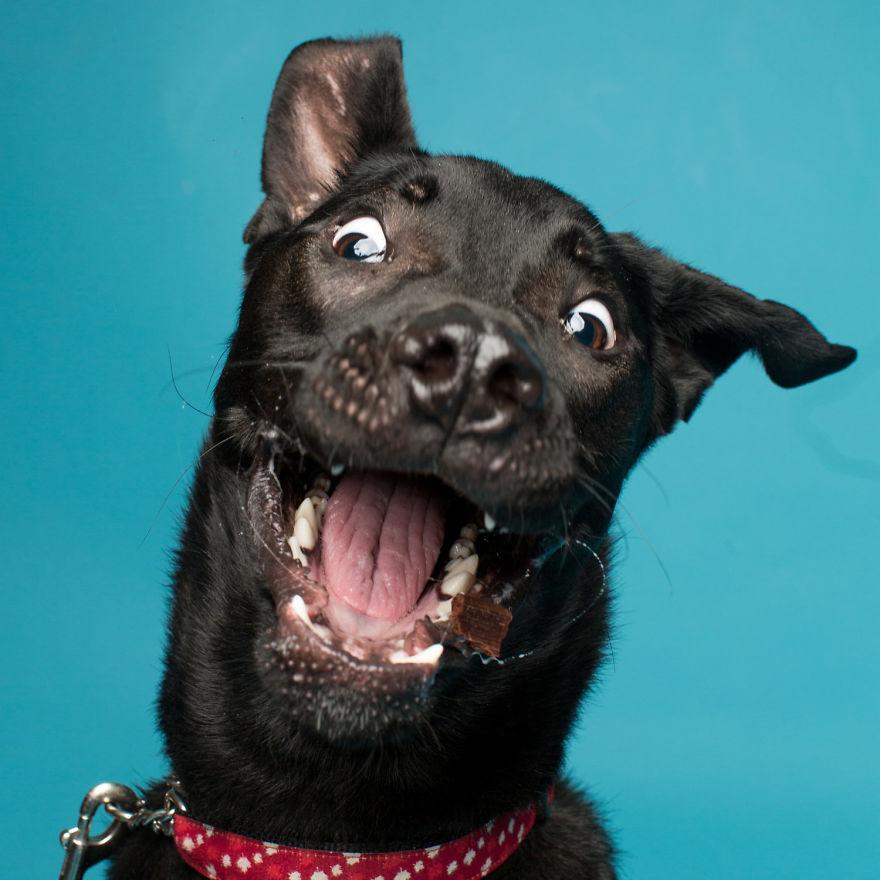 Do you need a new dork - er, uh dog in your life? <a href="/betterchance/">betterchance</a>.resuce will be in store <a href="/bookmansmesa/">Bookmans Mesa</a> today, 2 - 7 pm!  #petadotion #petrescue #dogs #dorkdogs #animals