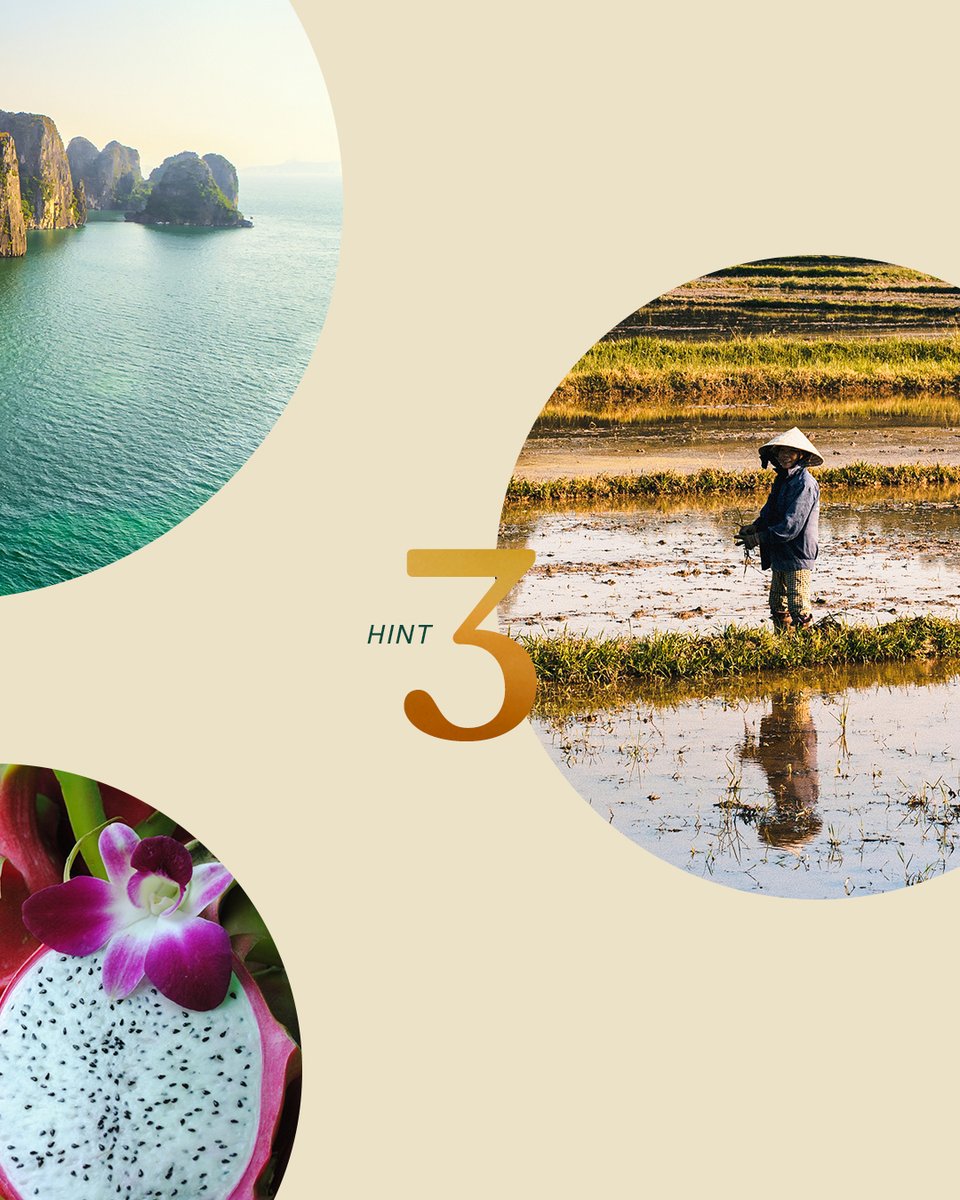 goaheadtours's tweet photo. Where do you think our NEW ASIA TRIP goes? Hint: It has grandiose limestone isles, speedy rickshaws, and serene rice paddies. See if you’re right: https://t.co/xQJnKg4axO #NewTour #GuidedTrip #AsiaTours #AsiaTrip #2024Travel #TravelDestinations #AsiaTravel #HaLongBay https://t.co/jMyyOHPdWB
