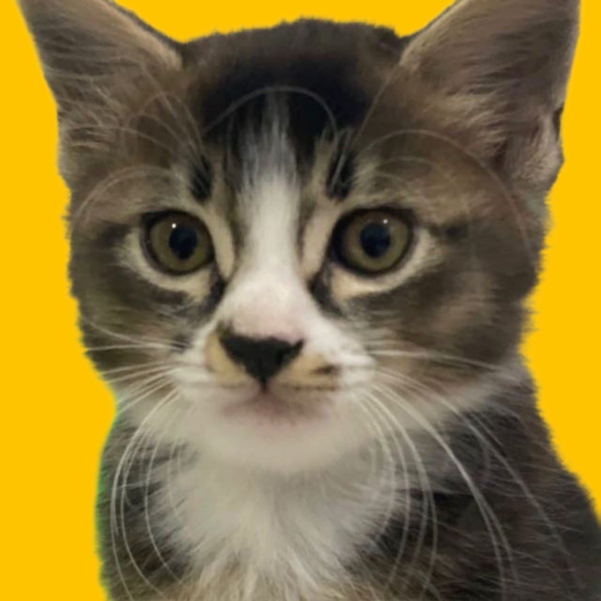 boothecatcoin's tweet photo. #MEOW - Boo the cat is here! Missed $DOGE , $SHIB and $WIF ? Then you should not miss $CATBOO . Launching soon on #BSC Network.

Be careful of scammers! https://t.co/44YSTCVf3P