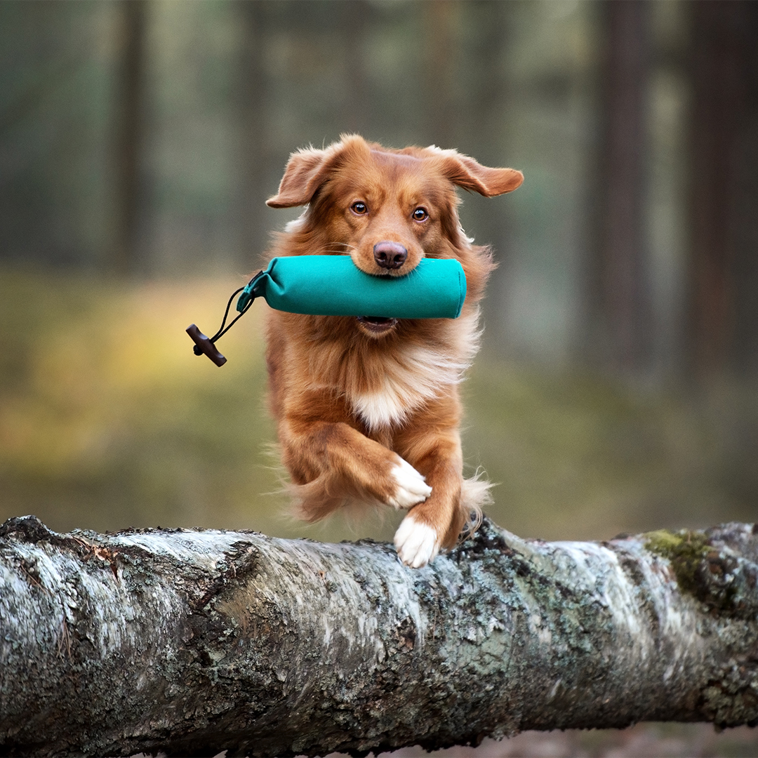 Tail wags, zoomies, and unlimited outdoor joy – that's what our in-glass dog doors bring to your home! 🌟🚪#HappyDogs #DogDoors #OutdoorJoy #FurryFriends #PetAccess #TailWags #Zoomies #DogLovers #UnlimitedJoy #HappyTails