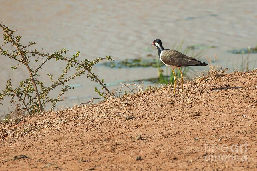 PatriciaPhotos's tweet photo. Red wattled lapwing https://t.co/n0dECh8ohy By https://t.co/XNdFxm7LuI #wallart #homedecor #fineart #AYearForArt #lapwing #bird #redwattledlapwing #srilanka #asia #shore https://t.co/Ld5aLLWP9B