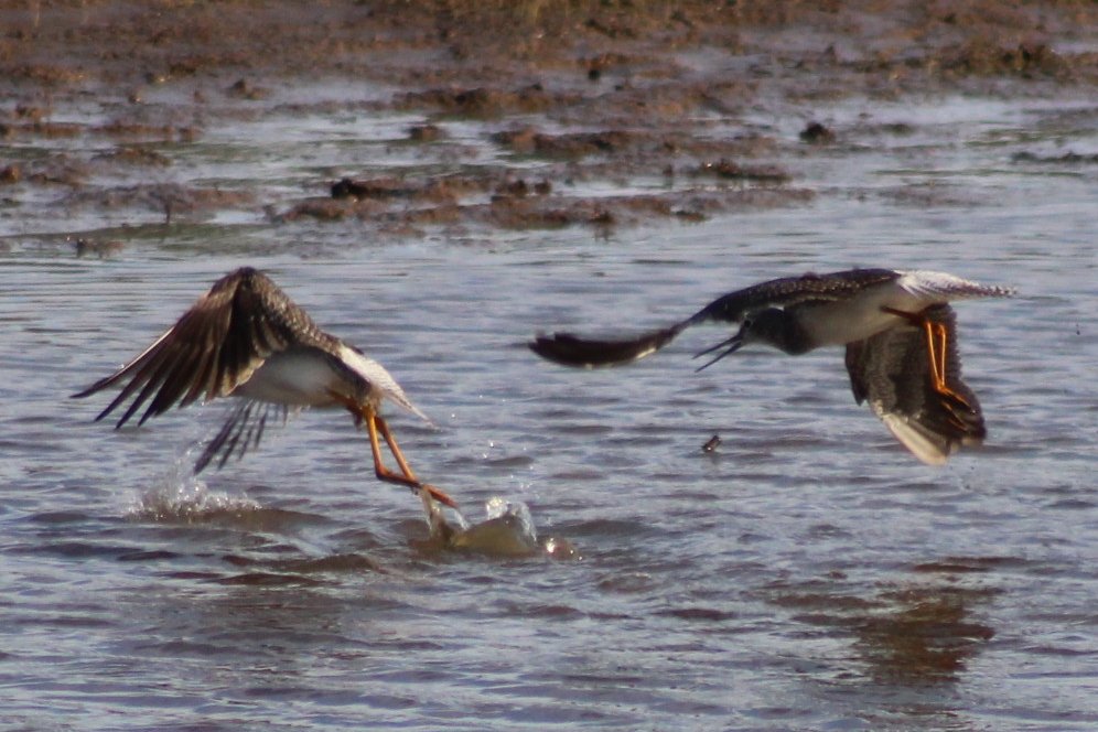sputterfuss6's tweet photo. #bird #birdtwitter #flight #photograph #sillybirds https://t.co/aFOzUdbRCV