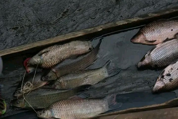 LA VIE DES PÊCHEURS À MBANDAKA (Symbole de la résilience) ❤️🇨🇩
Dans cette symphonie aquatique, les femmes, en qualité de grossistes en poisson contribuent à la prospérité de la communauté tandis que les hommes, en tant que pêcheurs intrépides, tissent leur quotidien
(1/2)