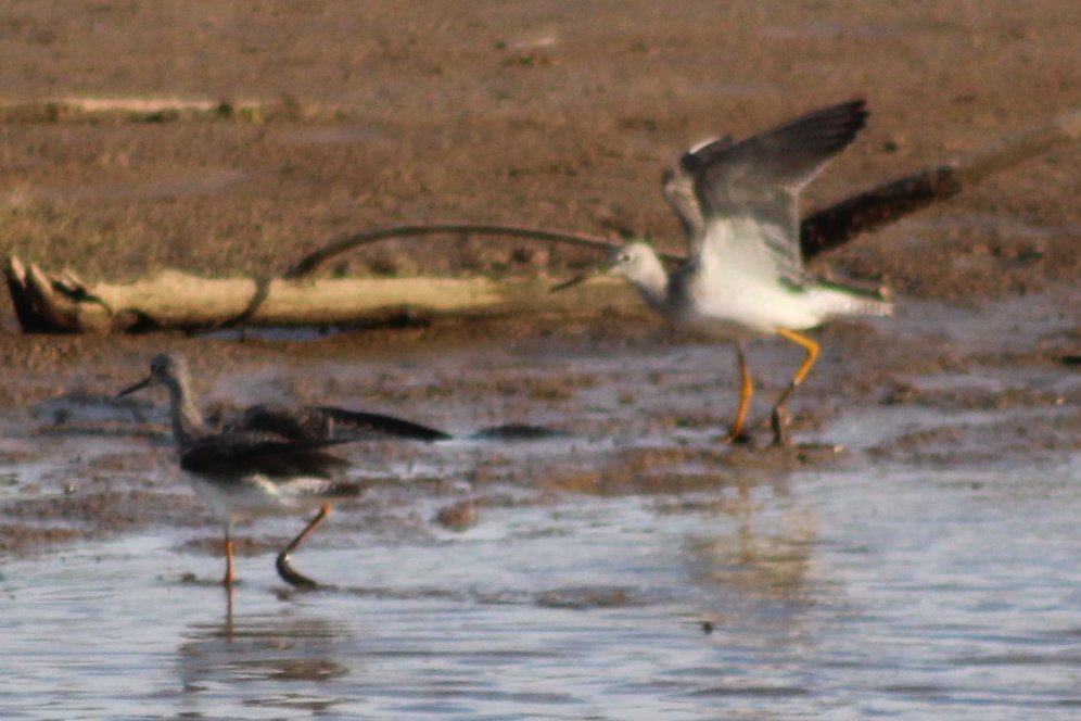 sputterfuss6's tweet photo. #bird #birdtwitter #flight #photograph #sillybirds https://t.co/qRw41SkIbx