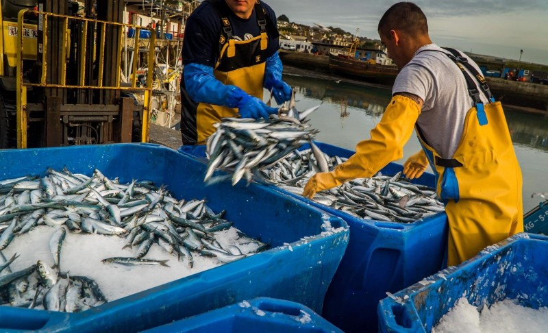 hallaboutafrica's tweet photo. Africa's biggest fish exporter? U may be surprised that it's Morocco, which we think as desert. But Morocco, also one of world's top fish exporters (1.1% of global fish trade) has both Mediterranean Sea and the Atlantic Ocean to fish, and an advanced fish industry infrastructure. https://t.co/G0KT1xWhBW