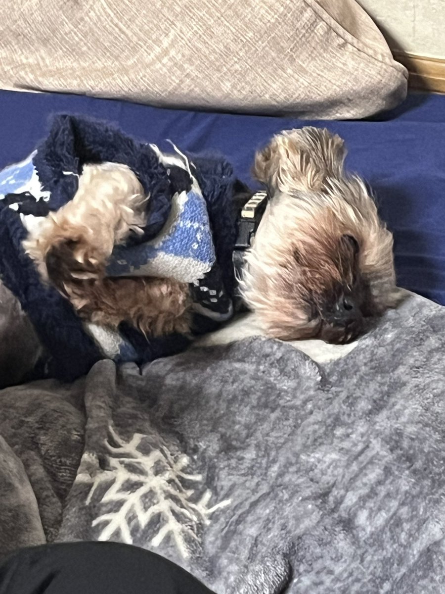 yon_go_yon_chan's tweet photo. パピヨンのヨンちゃんのツイートではないですが、同居犬のヨークシャテリア保護犬ミイちゃんがこんなに優しい顔をしてなでなでされてくれるようになりました！
うちに来てくれてありがとう💕

#保護犬
#ヨークシャテリア
#同居犬
#やさしい世界 https://t.co/0pn1D4nfFq