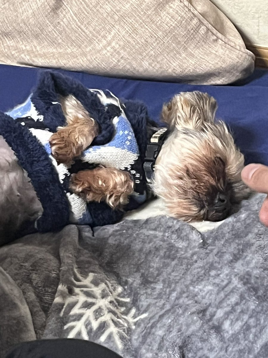 yon_go_yon_chan's tweet photo. パピヨンのヨンちゃんのツイートではないですが、同居犬のヨークシャテリア保護犬ミイちゃんがこんなに優しい顔をしてなでなでされてくれるようになりました！
うちに来てくれてありがとう💕

#保護犬
#ヨークシャテリア
#同居犬
#やさしい世界 https://t.co/0pn1D4nfFq