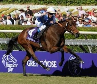 GOLDIKOVA 🇮🇪2005 (ANABAA -BORN GOLD BY BLUSHING GROOM) #Goldikova