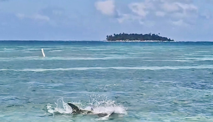 coralina_sai's tweet photo. Reiteramos la necesidad de evitar malas prácticas con especies protegidas. Te contamos detalles sobre el avistamiento de un tiburón martillo en las playas de #SprattBight en #SanAndrés. https://t.co/Ergc7uvH3O https://t.co/JqodFcwzCu
