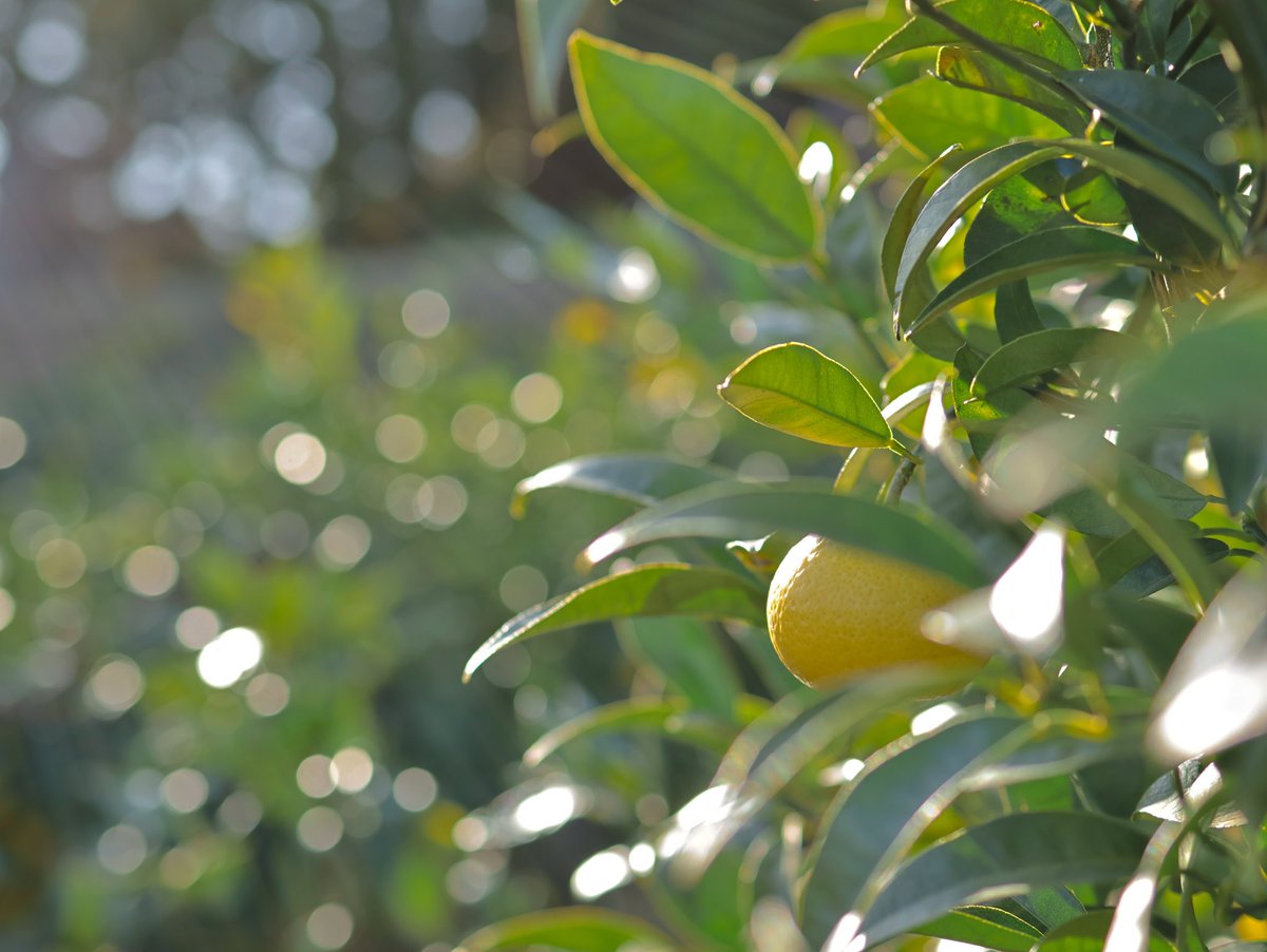 taka_crf250's tweet image. 久しぶりに一眼で撮影した絵

ちょっとポヤッとしているのは
オールドレンズ風に撮れる…と言う
フィルターを使ったため

いつも一眼カメラを持っていくのだけど
ケースから出したりセットするのが
面倒で 単なるオモリになっている…

反省…

#小田原
#EOS_R7
#ソロツーリング
#bmw_f700gs