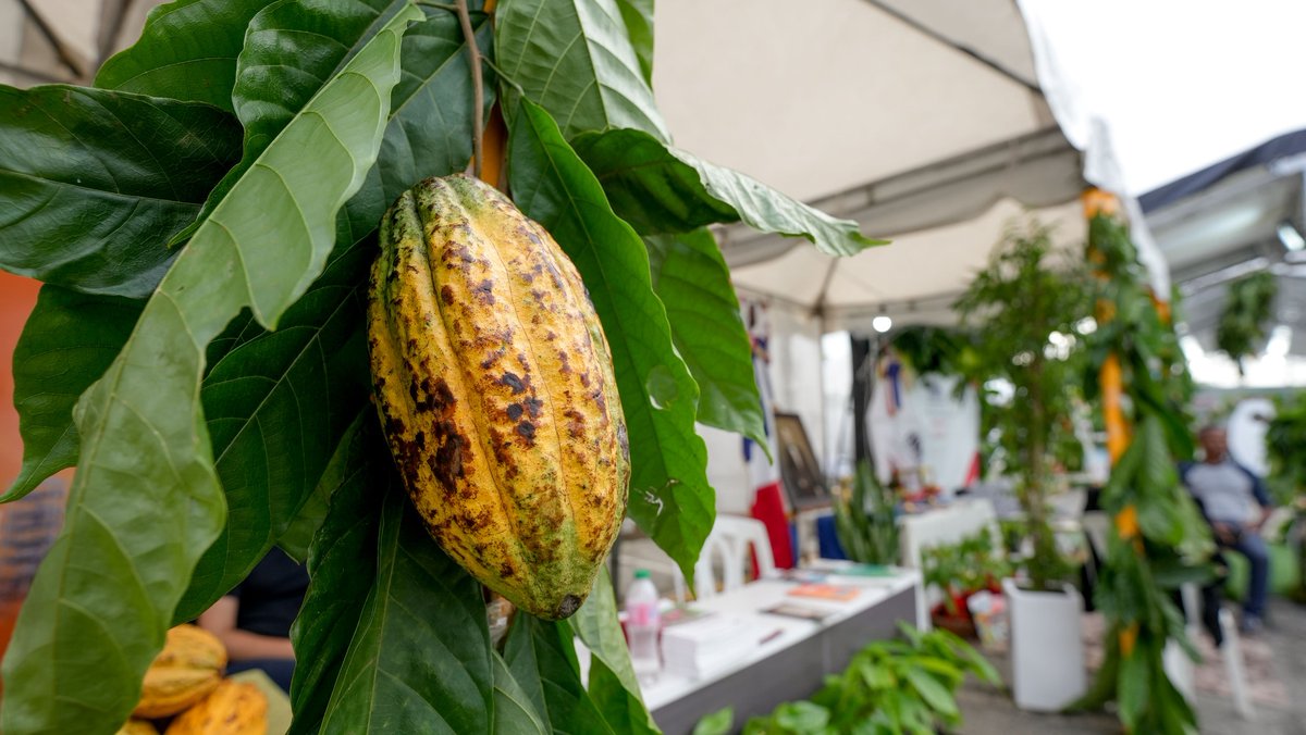 Feda_RD's tweet photo. Pimentel, Duarte, celebró su 1er Festival de Cacao y Chocolate para impulsar el desarrollo cacaotero. nuestro director del FEDA @caamanovive destacó el compromiso del presidente Abinader por el sector cacaotero del país. 🍫🌱
#FEDArd #Cacao #Chocolate #Duarte #Pimentel https://t.co/3RcXyYauXK
