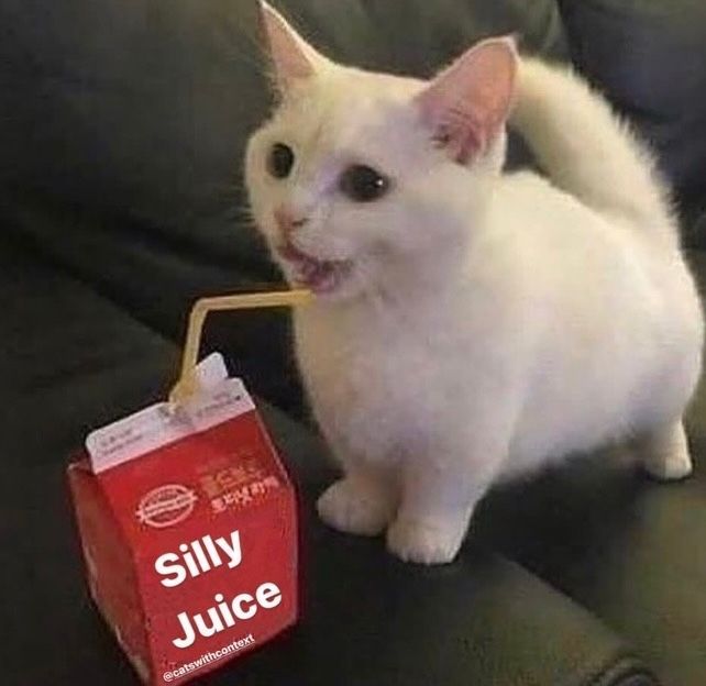PostsOfCats's tweet photo. https://t.co/cIiAkyOWYP