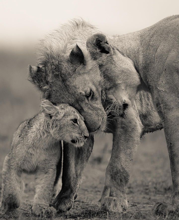 kenyapics's tweet photo. Their love is like a roaring fire, burning bright and fierce❤️

Photo credit @jadupontphoto 🇰🇪 https://t.co/wPyO9XRlDd